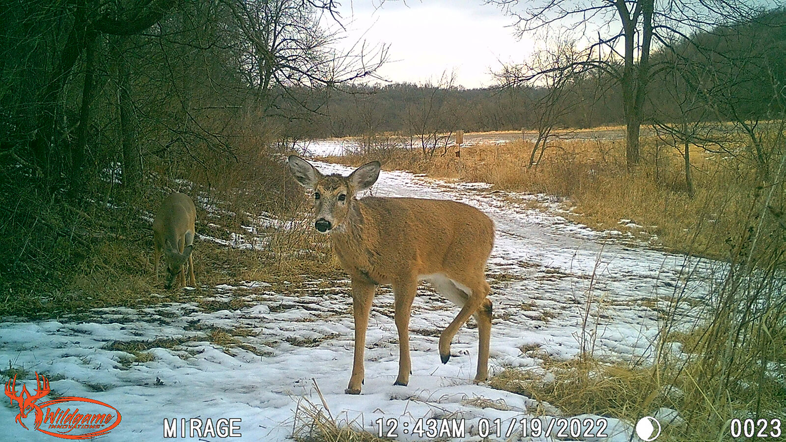 mirage deer camera